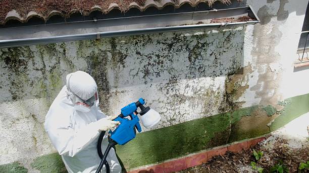 Top rated local Mold Removal specialists in Runnemede, NJ